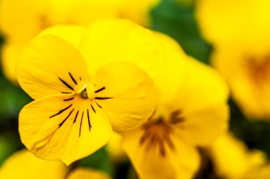 Sarı viyola çiçekleri yakın plan..