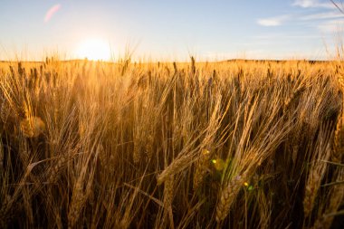 Kuzey Dakota 'da güneşli buğday tarlaları