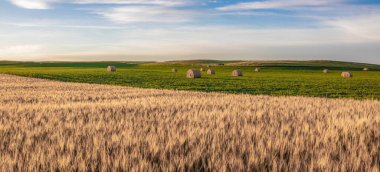 Wheat fields in North Dakota with soybeans in back clipart