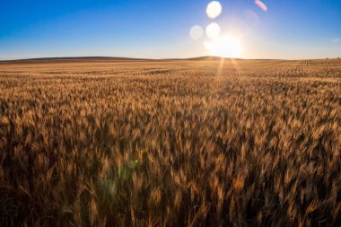 Wheat fields in North Dakota with sunflare clipart