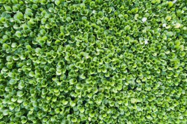 Merkezdeki hava manzaralı yeşil yemyeşil bitki örtüsü