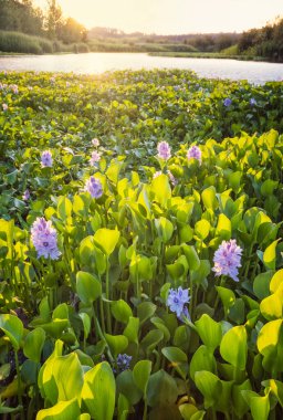 Gölde gün batımında yemyeşil bitki ve çiçekler