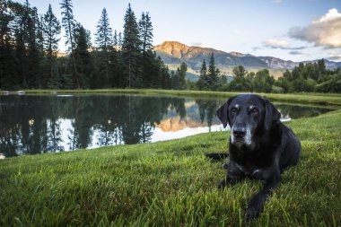 An older black labrador retriever in front of mountains in Colorado. clipart