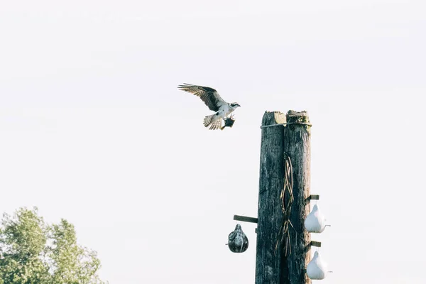 Balıkçıl Balığının Bir Direğe Yaklaşırken Düz Bir Balık Tutarken Yandan — Stok fotoğraf