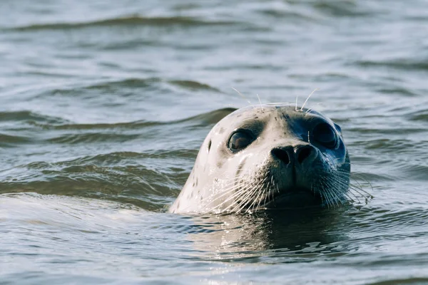 Dritto Vista Una Foca Portuale Che Nuota Nel Golfo Puget — Foto Stock