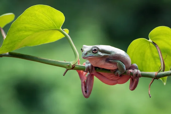 植物にぶら下がっているオーストラリアの白い木のカエル — ストック写真