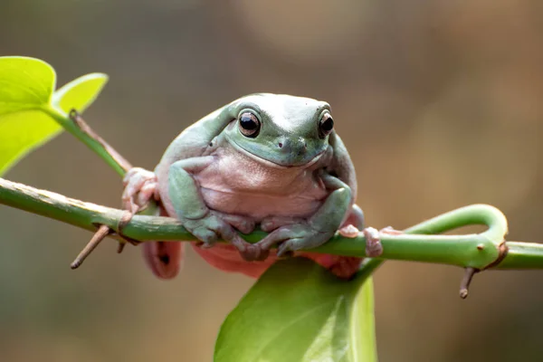 오스트레일리아흰 개구리가 식물에 매달려 — 스톡 사진