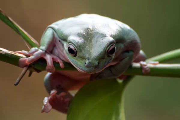 植物にぶら下がっているオーストラリアの白い木のカエル — ストック写真