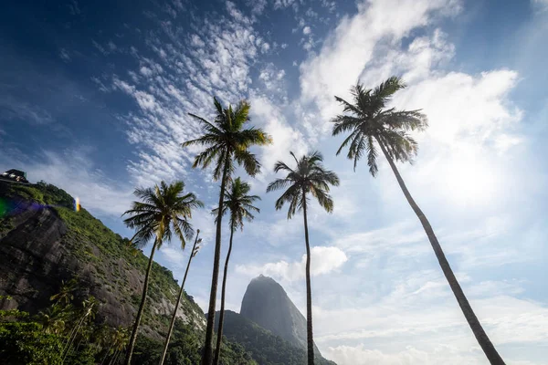 Beautiful View Coconut Palm Trees Beach Sugar Loaf Mountain — Stock Photo, Image