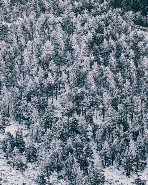 瓜德拉马 一场雪后 冰雪覆盖的冬季森林披上了白色的外衣 — 图库照片