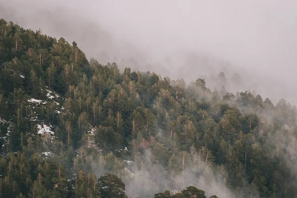 Nubes Bajas Rodando Entre Pinos Verdes Durante Las Nevadas Invierno —  Fotos de Stock