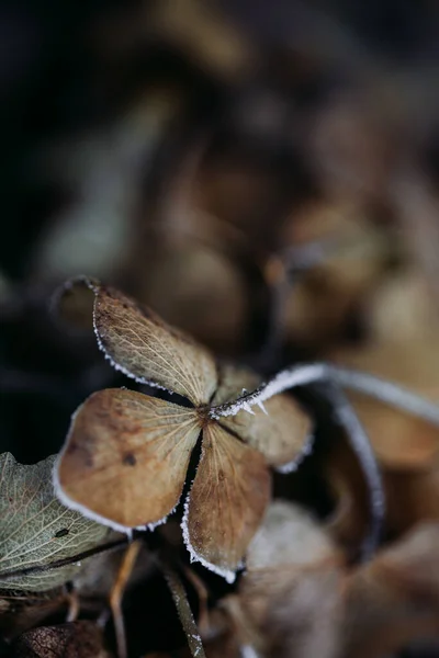 Macro Nieve Congelada Sobre Flor Hortensia Marchita Invierno —  Fotos de Stock