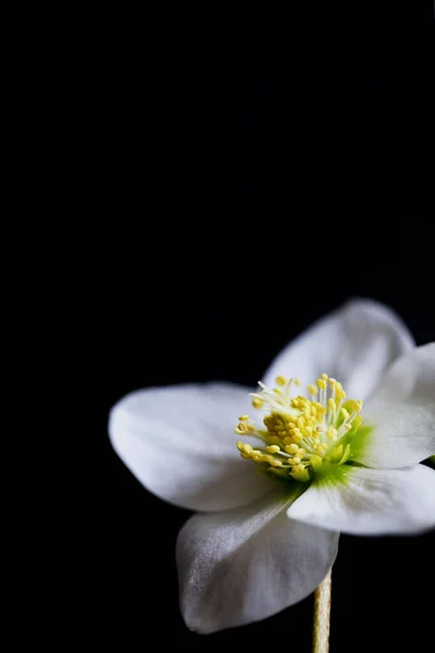 Gros Plan Hellebore Fleur Sur Fond Noir — Photo