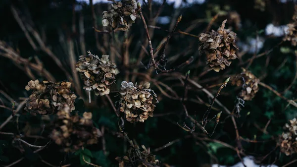 Vorst Rijm Verwelkende Hortensia Planten Wintertuin — Stockfoto