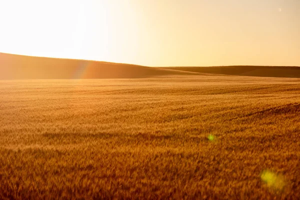 Blé Cultivé Dans Champ Dakota Nord — Photo