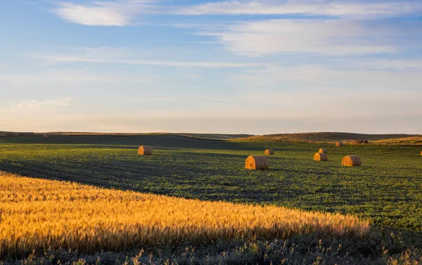 Soja Que Cresce Campo Dakota Norte Com Feno Trigo — Fotografia de Stock