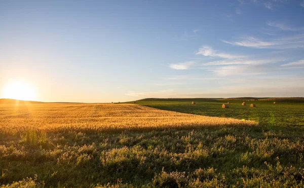 ノースダコタ州で栽培されている大豆に干し草と小麦があります — ストック写真