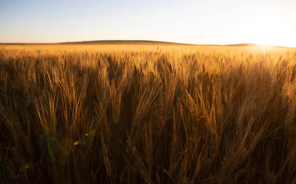 Champs Blé Dans Dakota Nord Avec Éruption Solaire — Photo