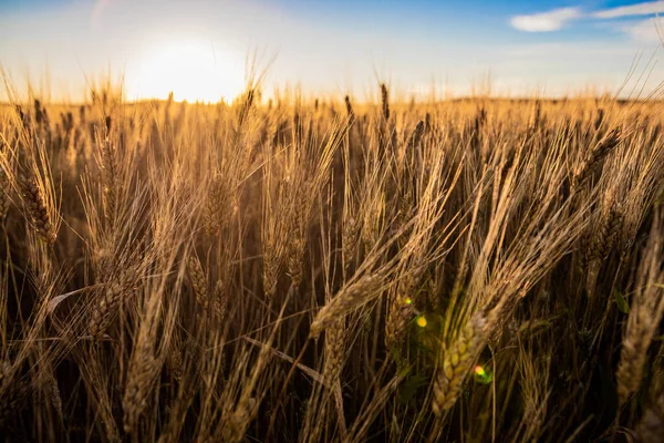 Champs Blé Dans Dakota Nord Avec Éruption Solaire — Photo