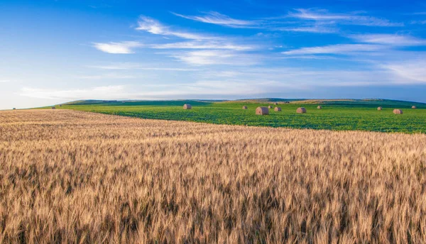 Wheat Fields North Dakota Soybeans Back — Stock Photo, Image