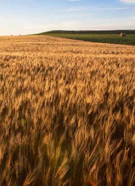 Campos Trigo Dakota Norte Com Soja Atrás — Fotografia de Stock