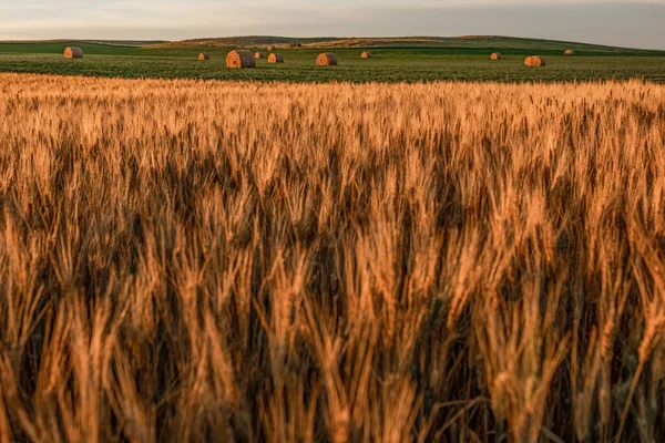 าวสาล North Dakota วเหล องในด านหล — ภาพถ่ายสต็อก