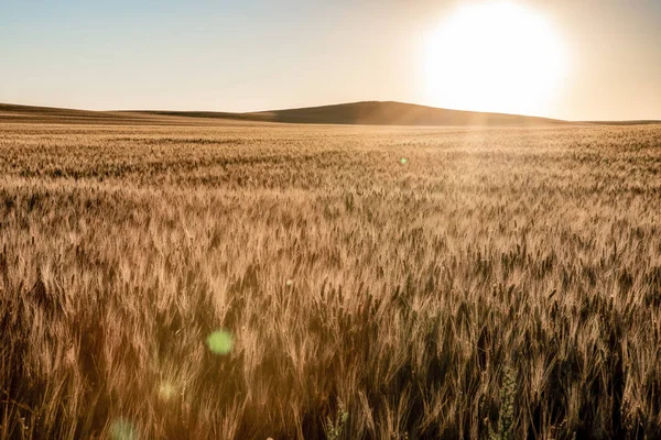 Пшеничные Поля Северной Дакоты Солнечной Вспышкой — стоковое фото