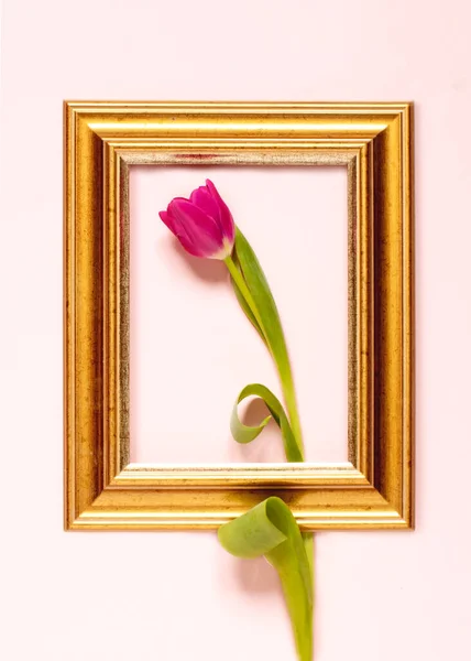Tulipani Primavera Una Cornice Oro Sfondo Rosa Pastello — Foto Stock
