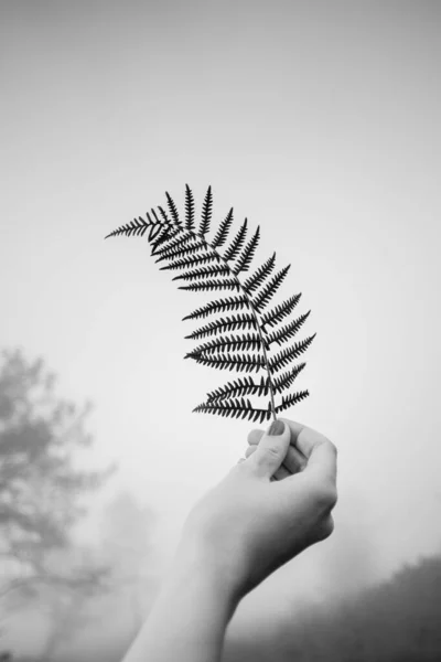 Mano Sosteniendo Una Hoja Horizonte Blanco Negro — Foto de Stock