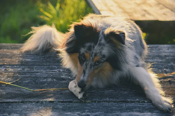 Shetland sheep dog in the country