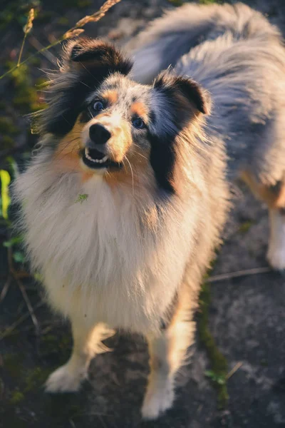 Shetland sheep dog in the country