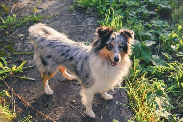 Shetland sheep dog in the country