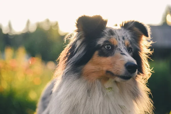 Shetland sheep dog in the country