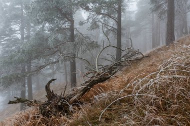 Kuzey Slovakya 'daki Velka Fatra Ulusal Parkı