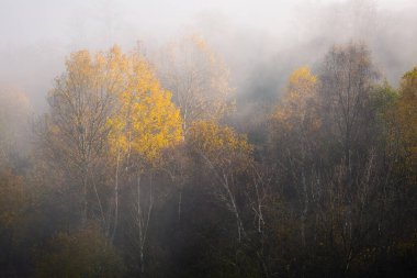 Velka Fatra dağ sırasının eteklerinde sonbahar ormanı, Slovakya