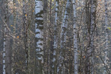 Velka Fatra dağ sırasının eteklerinde sonbahar ormanı, Slovakya