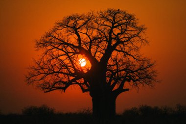 Güzel bir Afrika gün batımında Baobab ağacı