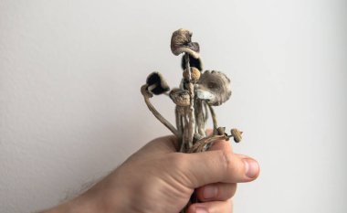 Sihirli mantarlarla biyolojik korsanlık ve beyin gelişimi