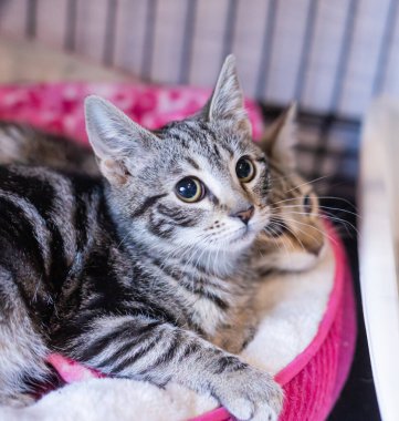 Grass Valley, Kaliforniya 'daki hayvanlara yardım etmek için evlat edinin, bağış yapın ve / veya bağışlayın.