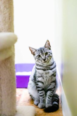 Grass Valley, Kaliforniya 'daki hayvanlara yardım etmek için evlat edinin, bağış yapın ve / veya bağışlayın.