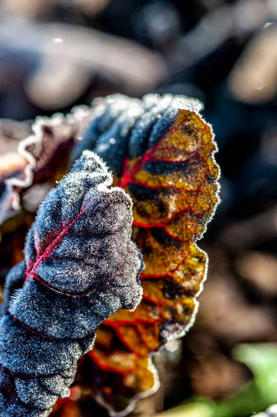 Мороз Листі Плодоносної Рослини Взимку — стокове фото