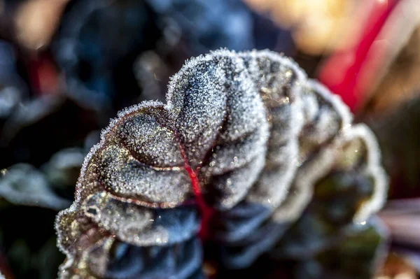 Frost on the leaves of a chard plant in the winter.