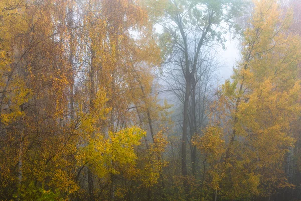 Jesienny Las Podnóża Pasma Górskiego Velka Fatra Słowacja — Zdjęcie stockowe