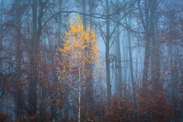 Φθινοπωρινά Δάση Στους Πρόποδες Της Οροσειράς Mala Fatra Σλοβακία — Φωτογραφία Αρχείου