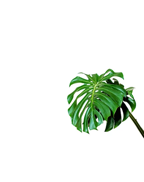 Fond Isolé Blanc Avec Feuille Plante Maison Monstera Maquette — Photo