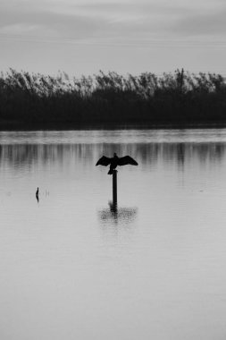 Gölde bir karabatak.