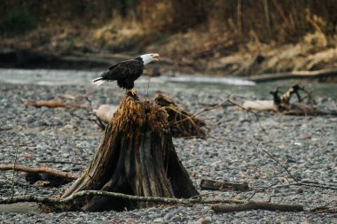 Full length side view of a bald eagle calling on the Nooksack River clipart