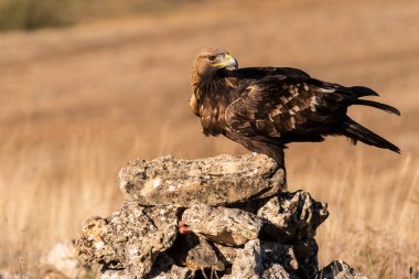 Altın kartal uçan akuila chrysaetos