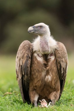 Griffon akbabası tünemiş çingeneler