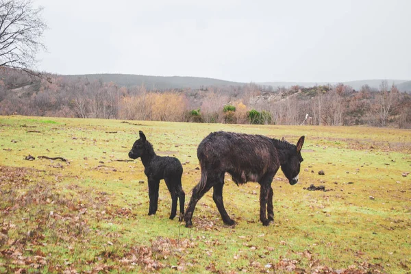 Burros Madre Hijo Medio Del Campo Invierno —  Fotos de Stock